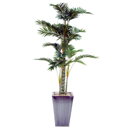 Areca Palm