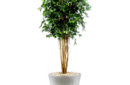 ficus-retusa-web-image