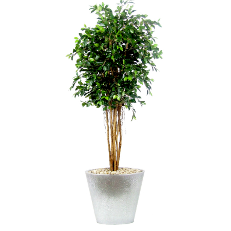 ficus-retusa-web-image