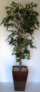 ficus-image03