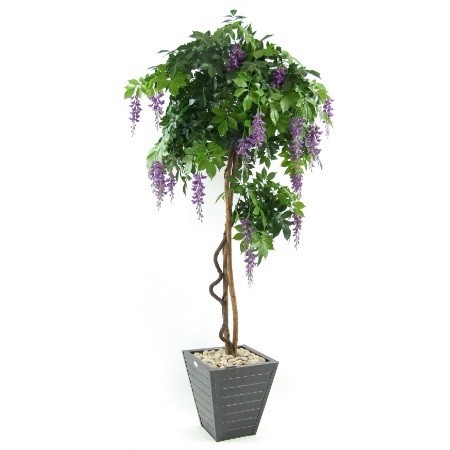 Westeria Tree Purple Natural Stem web image