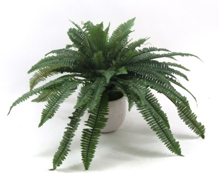 Boston fern