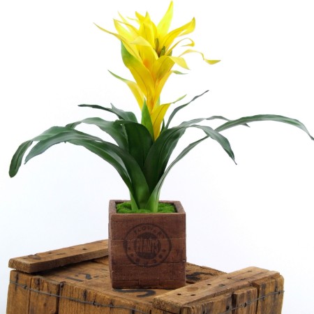 Bromeliade yellow