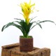 Bromeliade yellow