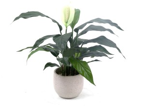 Peace lily