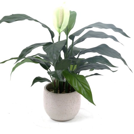 Peace lily