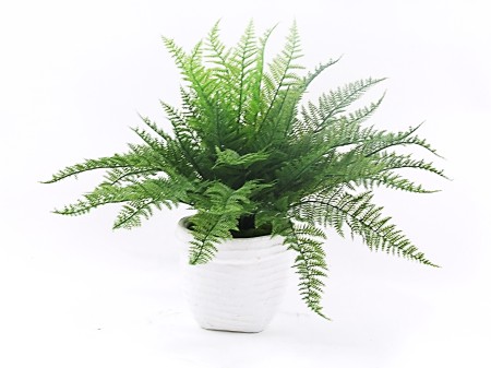 Ruffle fern