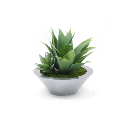 Agave garden in round bowl web image