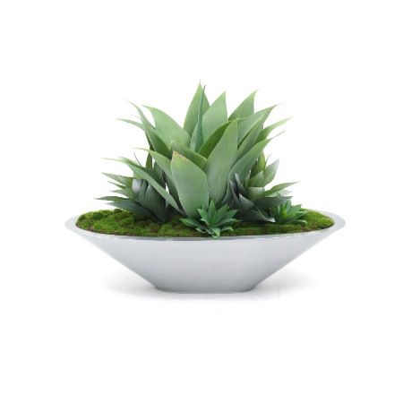 Agave garden in silver planter web image