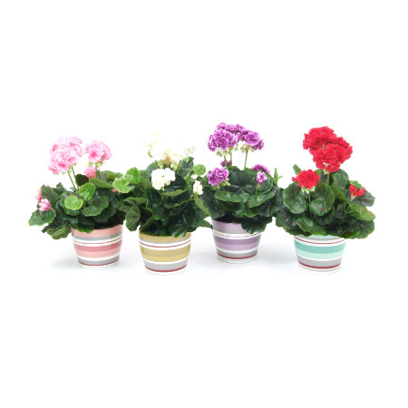 Geraniums in striped pots web image