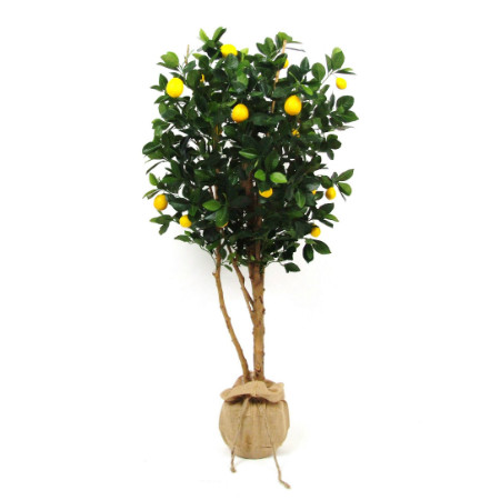 Lemon Tree web image