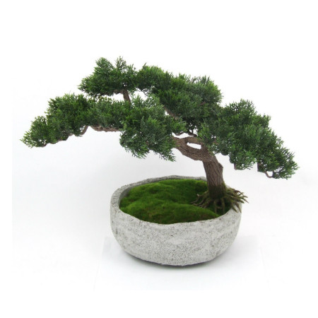 Large bonsai in stone pot web