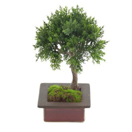 single bonsai web