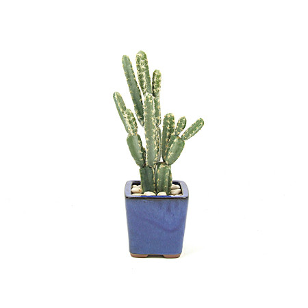 Cactus in small blue pot web