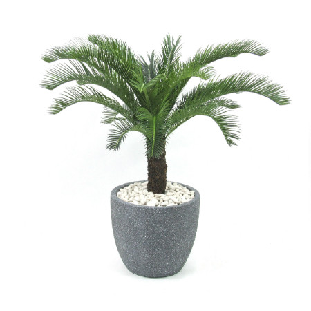 Cycad in mason planter web