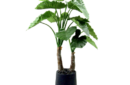 Alocasia Calidora 1