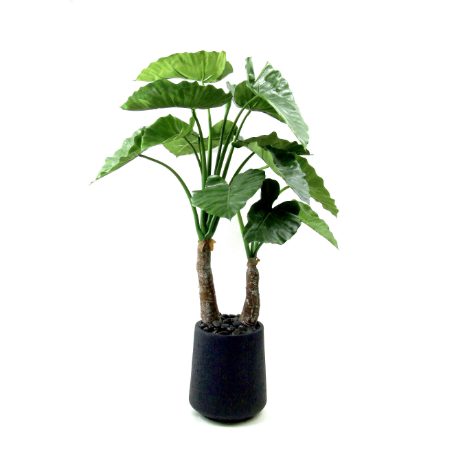 Alocasia Calidora 1