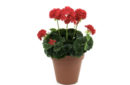 Red Geranium bush