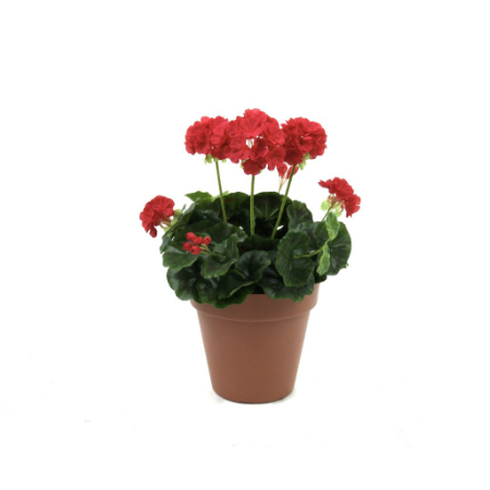 Red Geranium bush