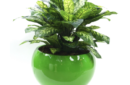 Diffenbacia in green planter