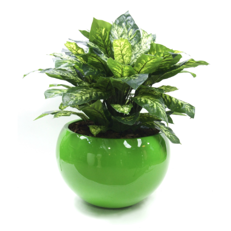 Diffenbacia in green planter