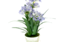 agapanthus in white wash