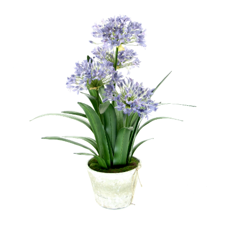 agapanthus in white wash