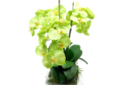 green orchids