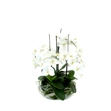 orchids in floating bowl copy