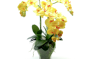 yellow orchids