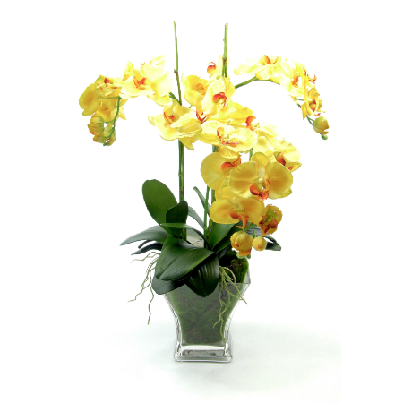 yellow orchids