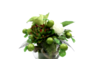 calla-lily-apple-arrangement-web