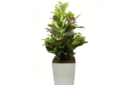 croton-in-white-piza-planter