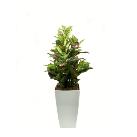 croton-in-white-piza-planter