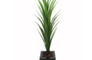 dracaena-60