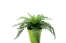 fern-in-lime-pot-web