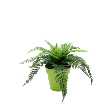 fern-in-lime-pot-web