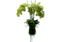 green-orchids-in-tall-vase