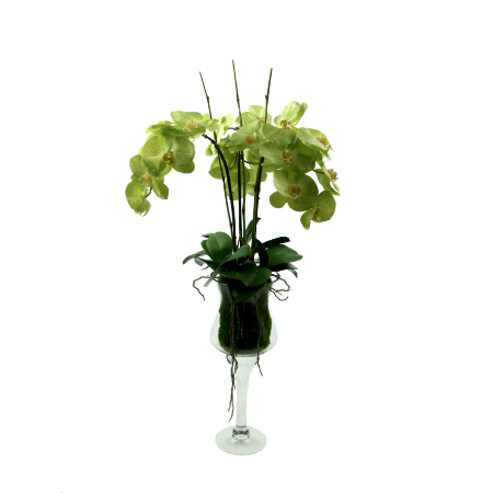 green-orchids-in-tall-vase