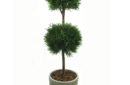 Lavander double ball topiary