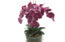 purple-orchids