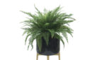 ruffle-fern-in-oaisis-planter