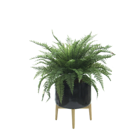 ruffle-fern-in-oaisis-planter