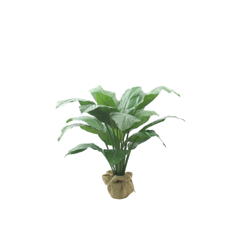 Peace lily. 450 x 450png