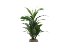 cordyline. 450 x 450 png
