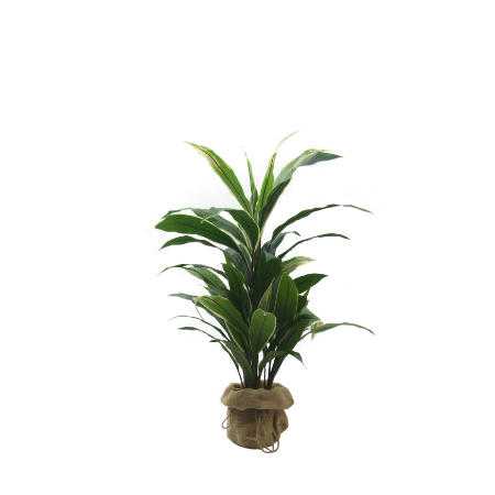 cordyline. 450 x 450 png