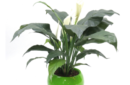 Peace lily in green pot web