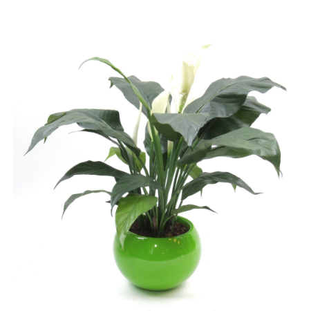 Peace lily in green pot web