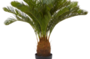 Cycad palm