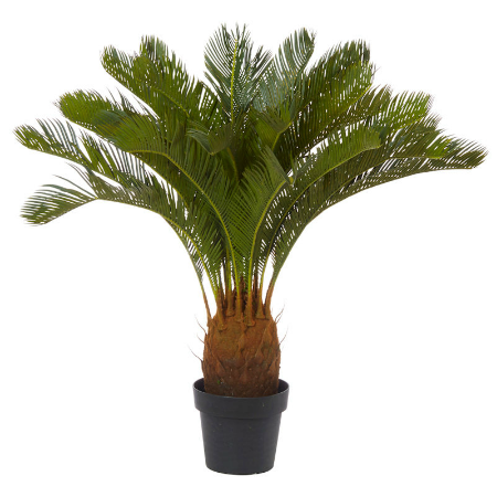 Cycad palm